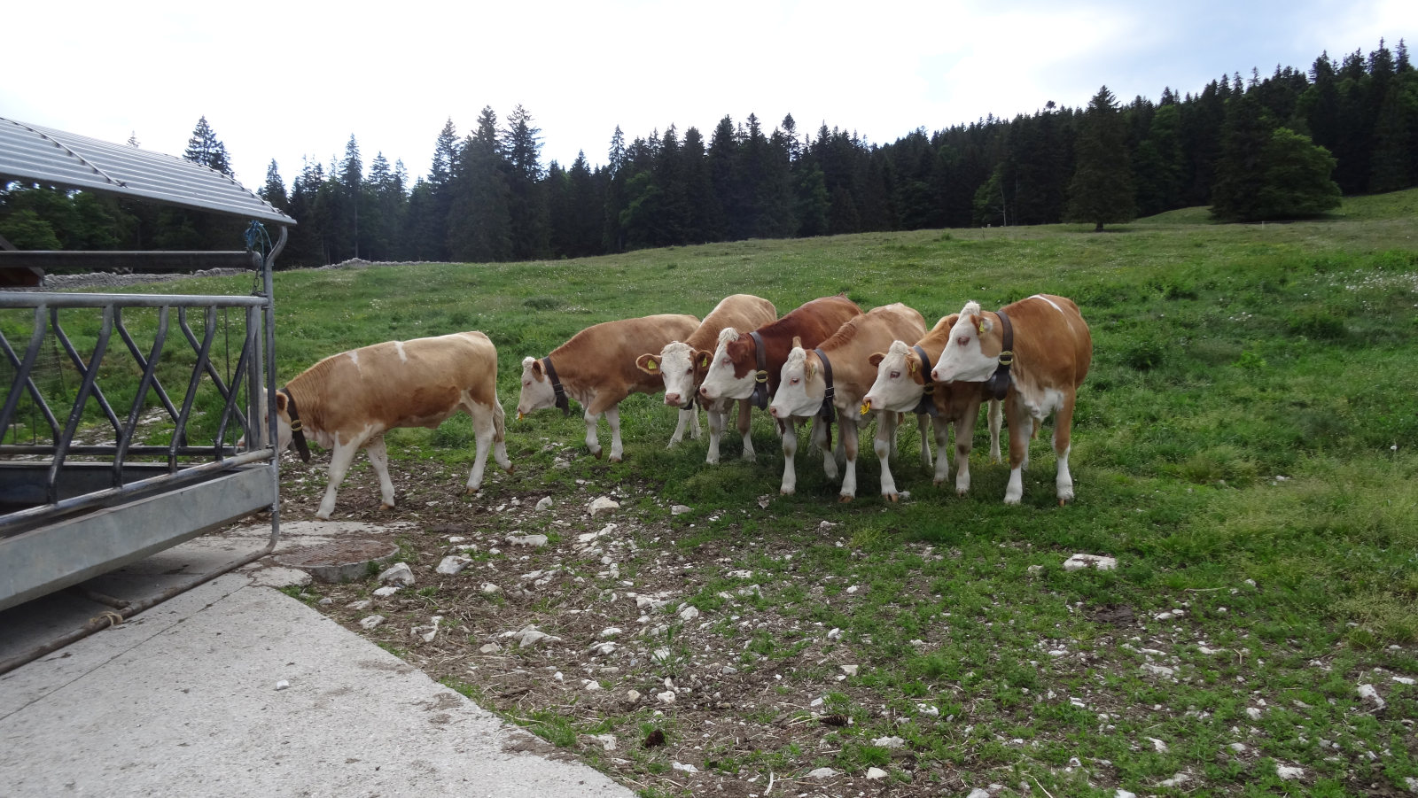 Fromagerie de La Givrine – Saint-Cergue – Vaud – Suisse