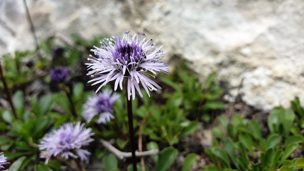 Globulaire à Tige nue - Globularia Nudicaulis