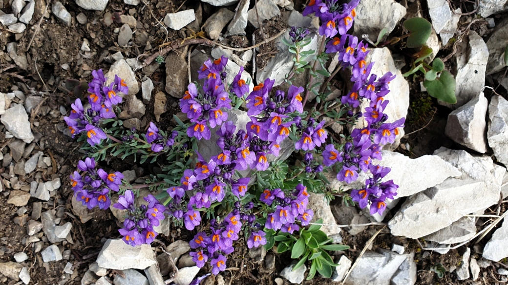 Linaire des Alpes - Linaria Alpina