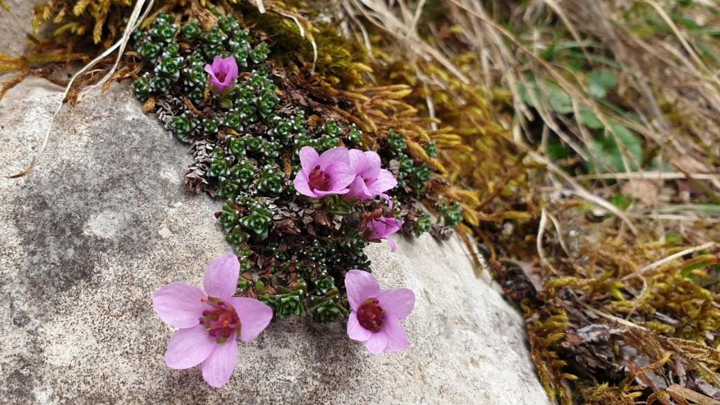 Saxifrage à Feuilles opposées - Saxifraga Oppositifolia