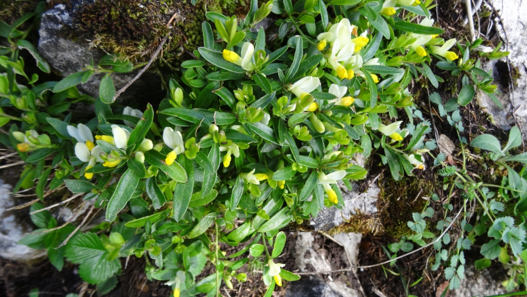 Polygale petit Buis - Polygala Chamaebuxus