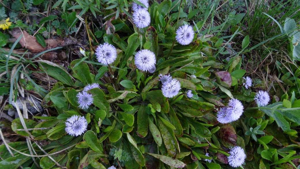 Globulaire à Tige nue - Globularia Nudicaulis