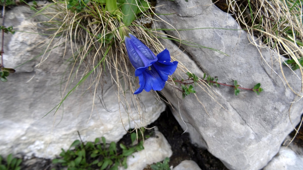 Gentiane Acaule - Gentiana Acaulis