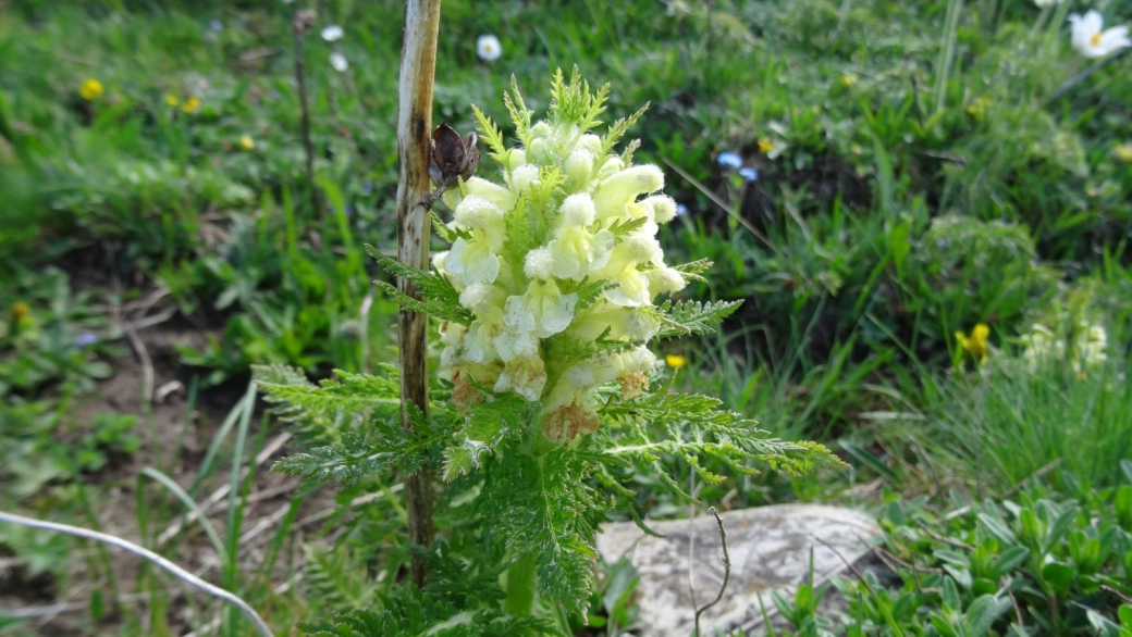 Pédiculaire Feuillée - Pedicularis Foliosa