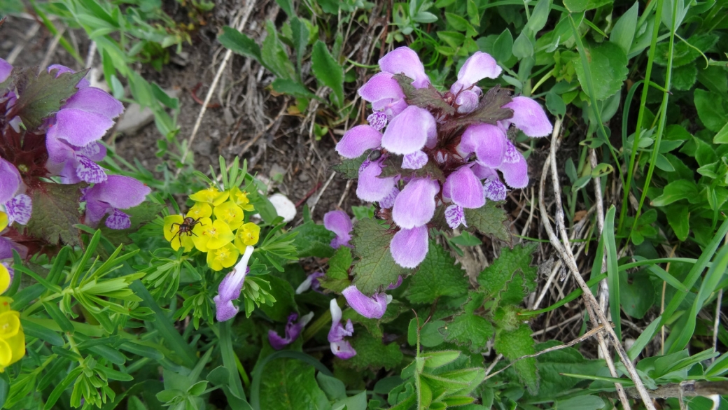 Lamier Pourpre - Lamium Purpureumil