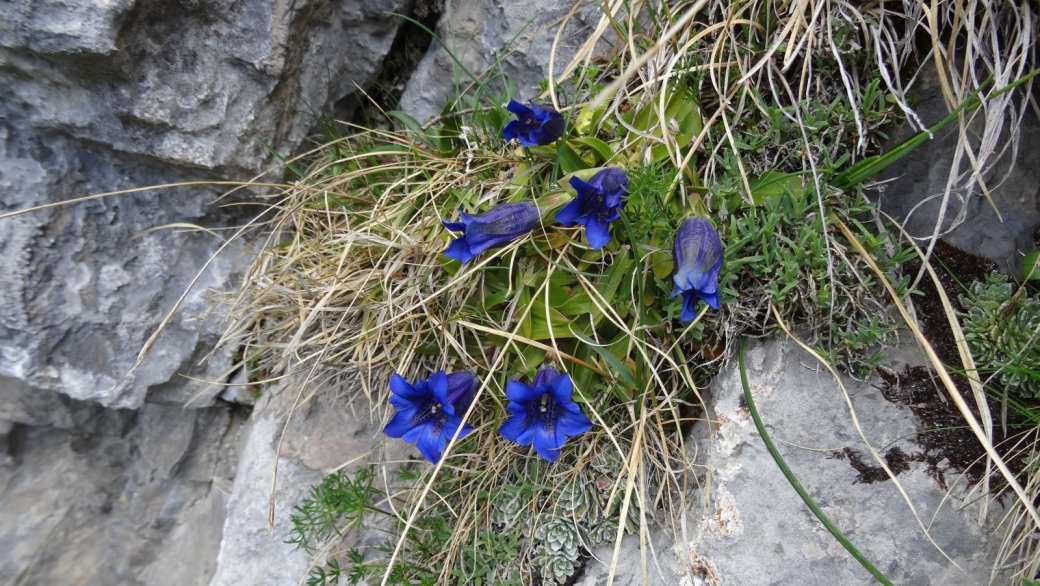 Gentiane Acaule - Gentiana Acaulis