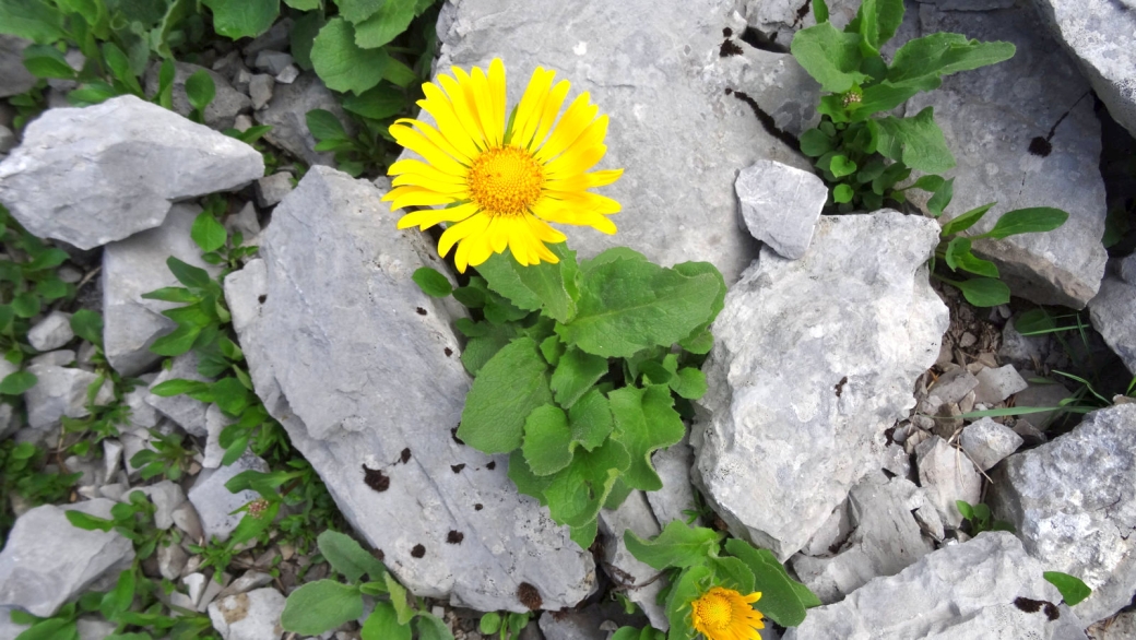 Doronic à grandes Fleurs - Doronicum Grandiflorum