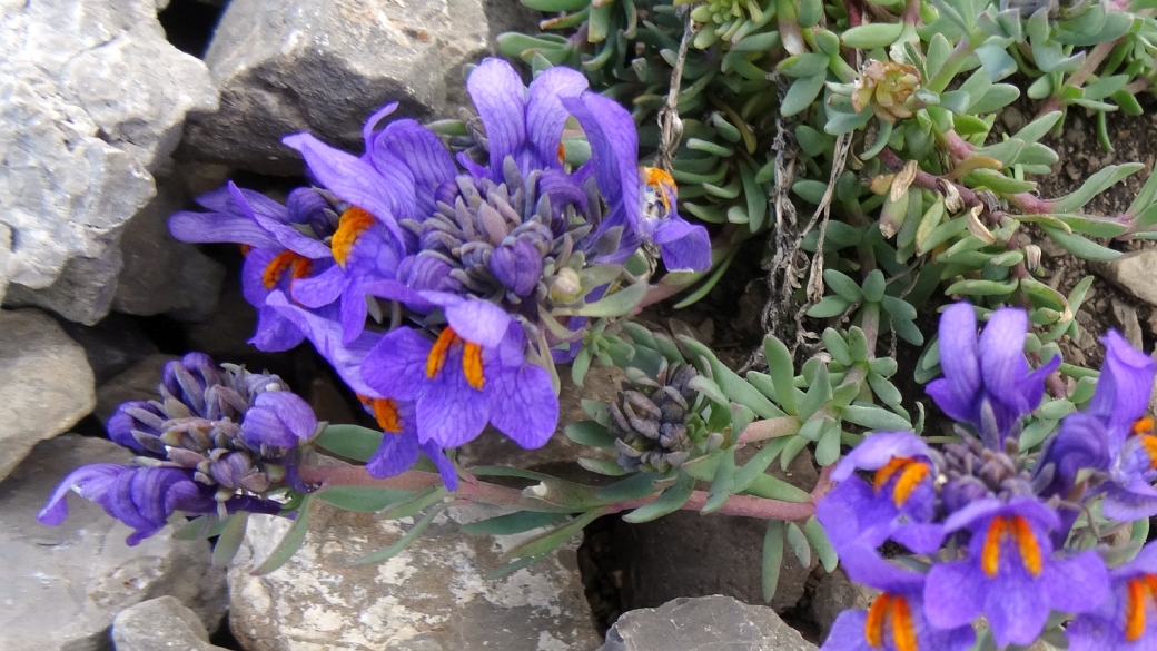 Linaire des Alpes - Linaria Alpina