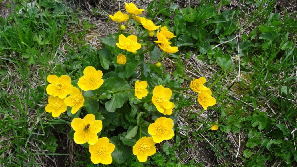 Populage des Marais - Caltha Palustris