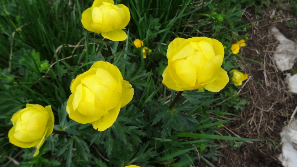 Trolle d'Europe - Trollius Europaeus