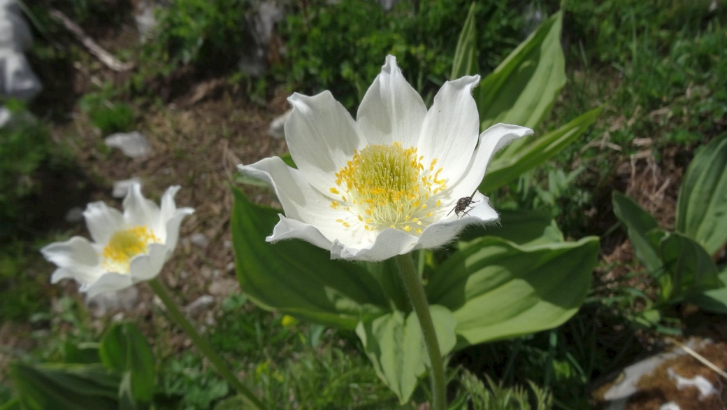 Anémone pulsatille des Alpes - Pulsatilla Alpina