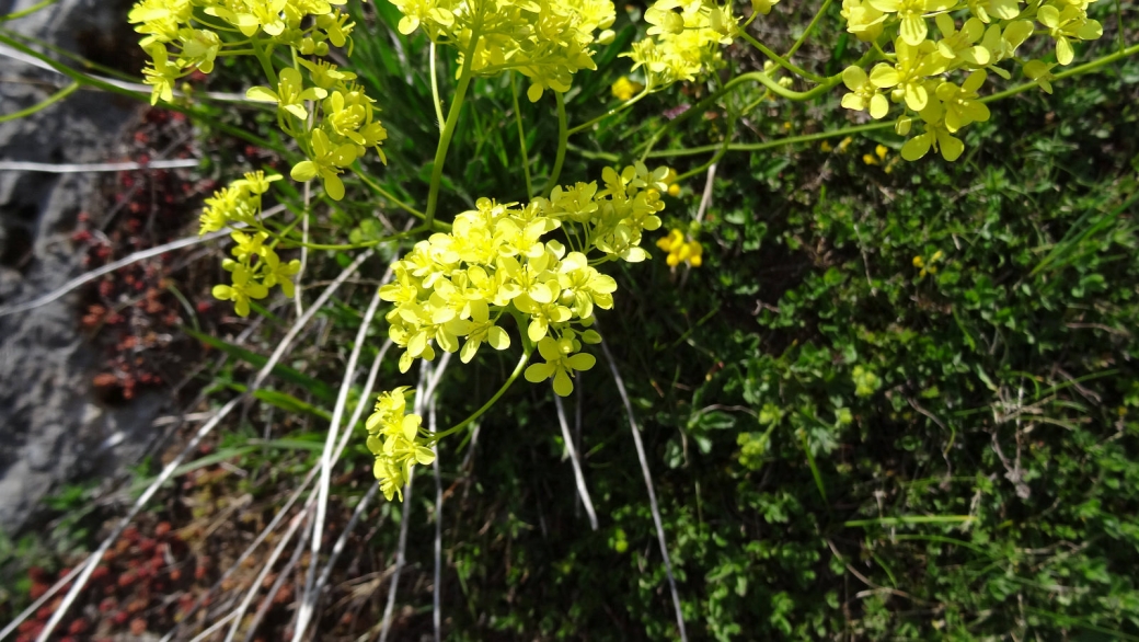 Biscutelle - Biscutella Laevigata