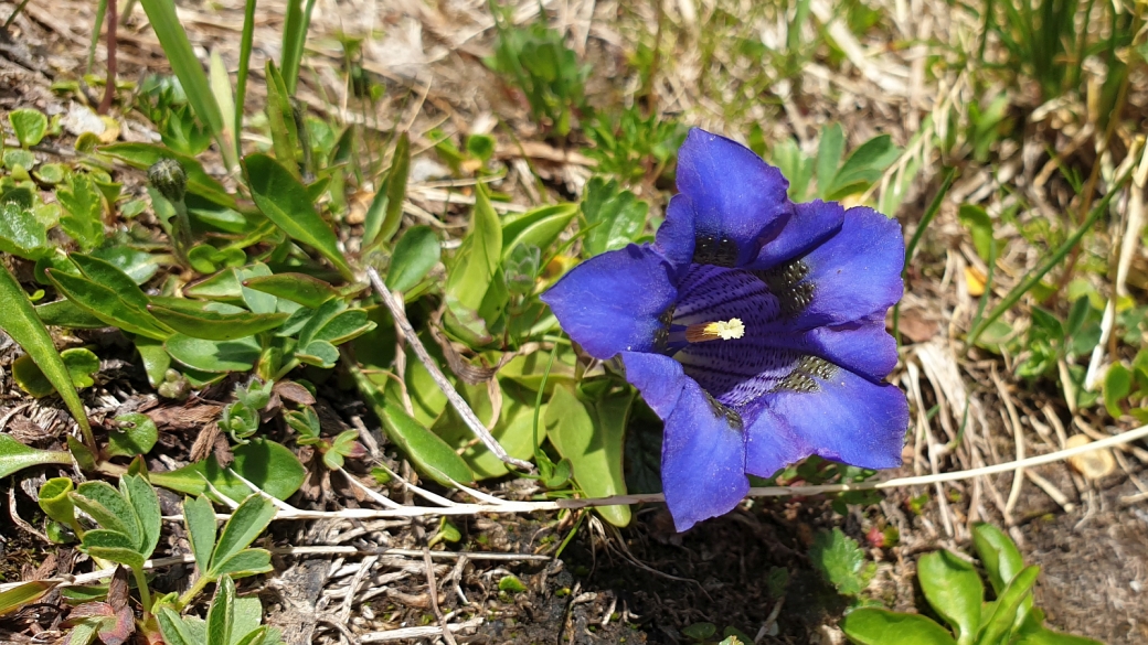 Gentiane Acaule - Gentiana Acaulis