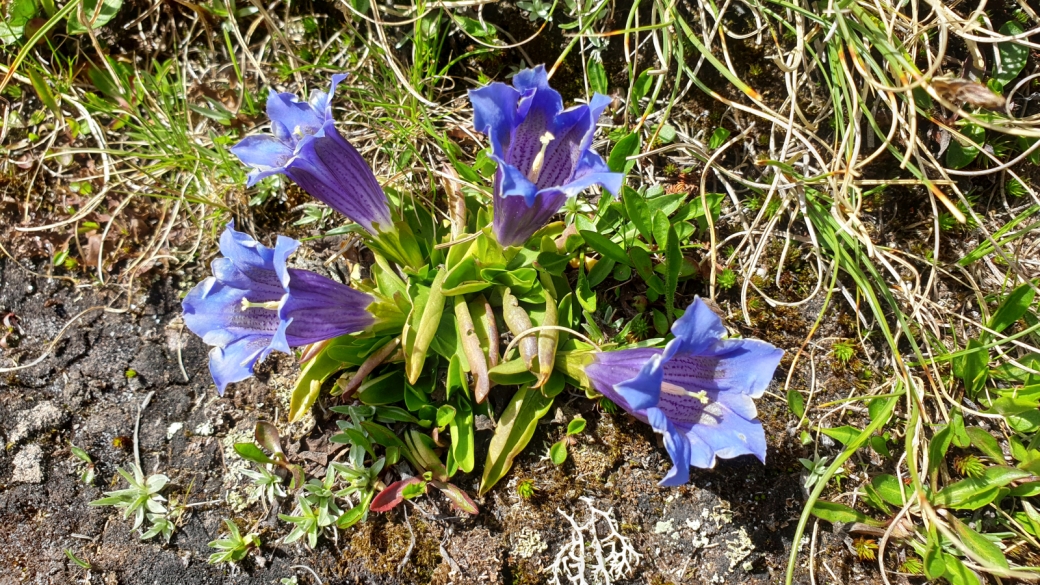 Gentiane Acaule - Gentiana Acaulis