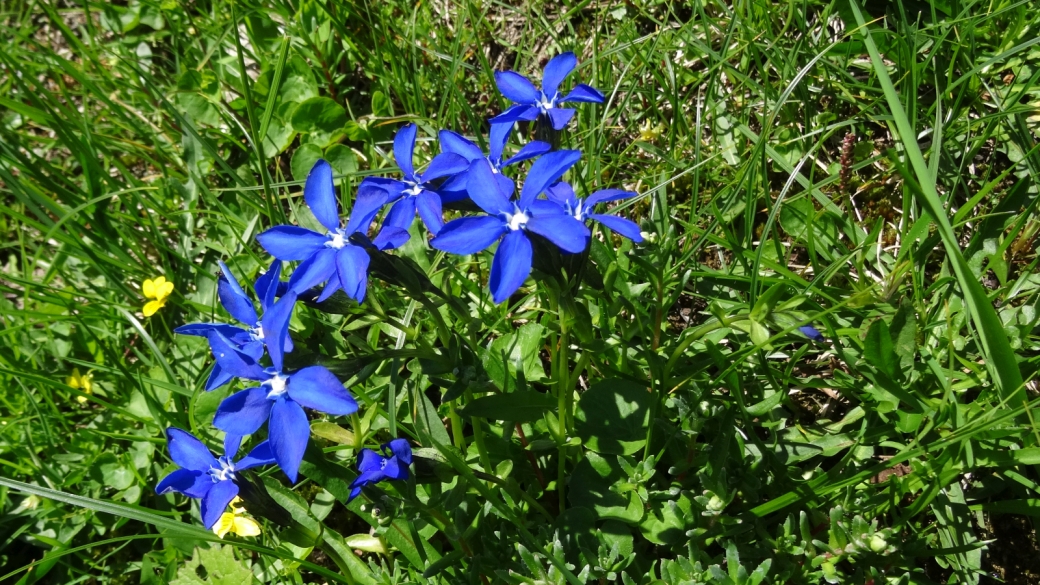 Gentiane Printanière - Gentiana Verna