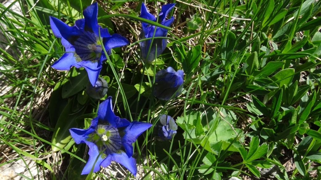 Gentiane Acaule - Gentiana Acaulis