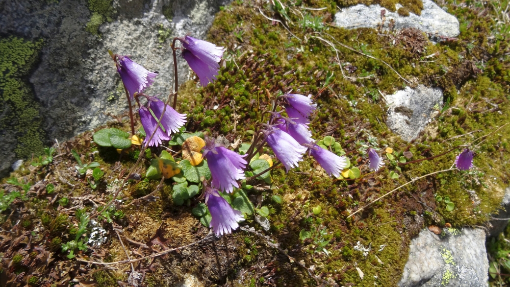 Soldanelle des Alpes - Soldanella Alpina