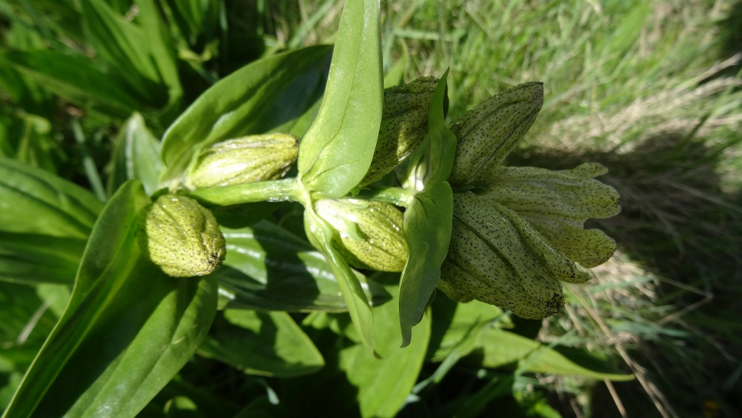 Gentiane Ponctuée - Gentiana Punctata