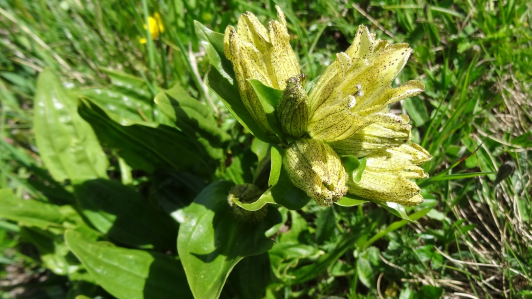 Gentiane Ponctuée - Gentiana Punctata