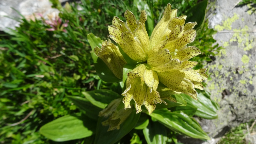 Gentiane Ponctuée - Gentiana Punctata