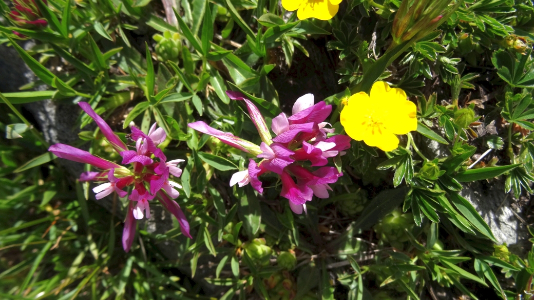 Trèfle Alpin - Trifolium Alpinum