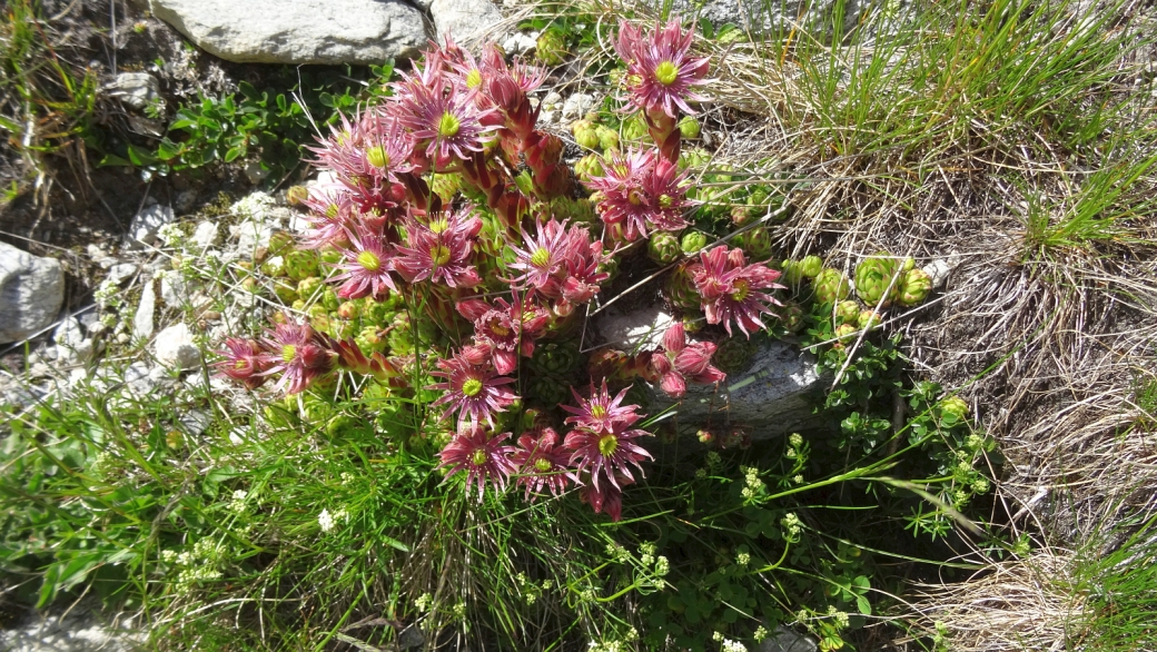 Joubarbe des Montagnes - Sempervivum Montanum