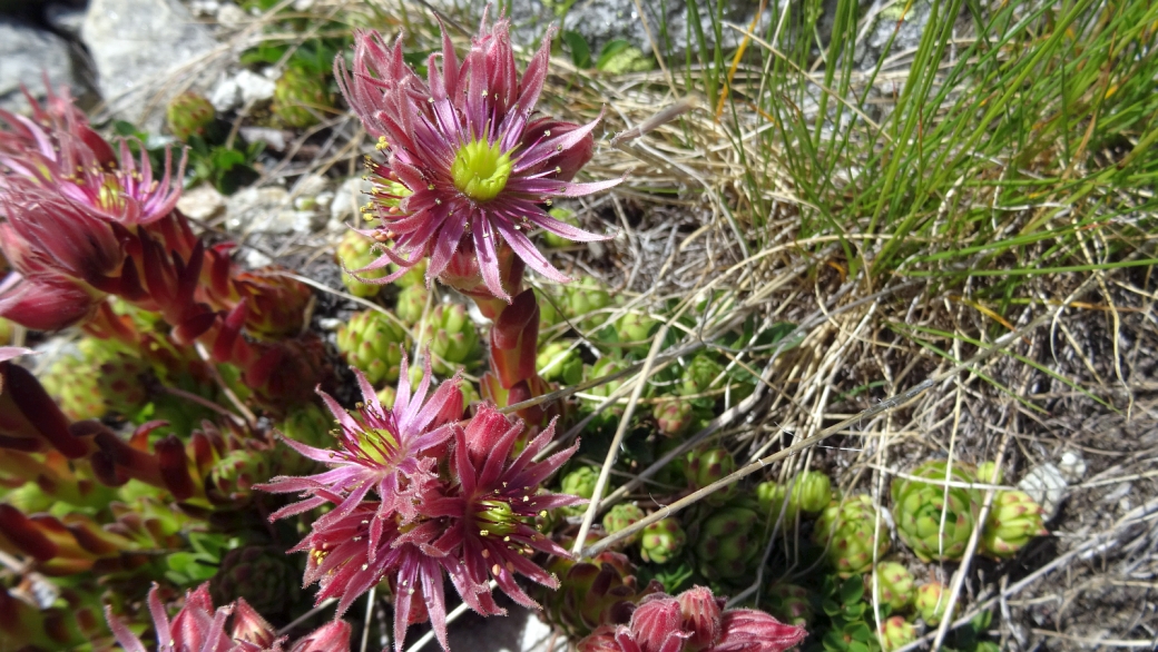 Joubarbe des Montagnes - Sempervivum Montanum