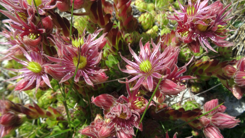 Joubarbe des Montagnes - Sempervivum Montanum