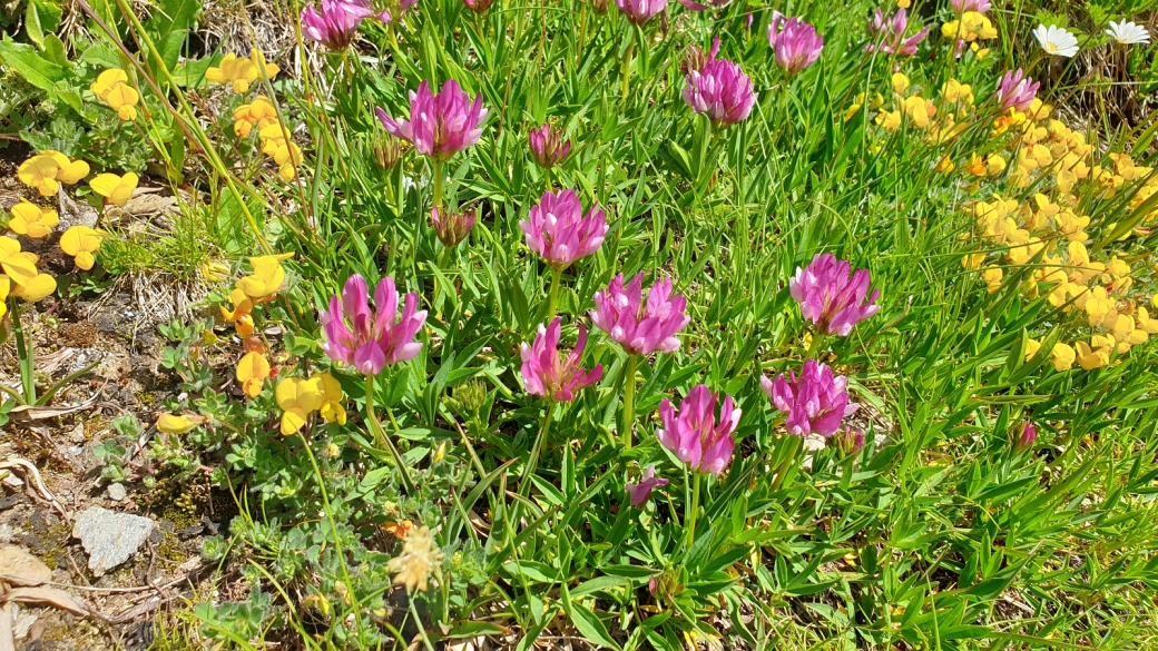 Trèfle Alpin - Trifolium Alpinum