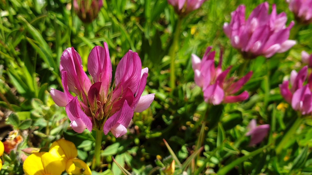 Trèfle Alpin - Trifolium Alpinum