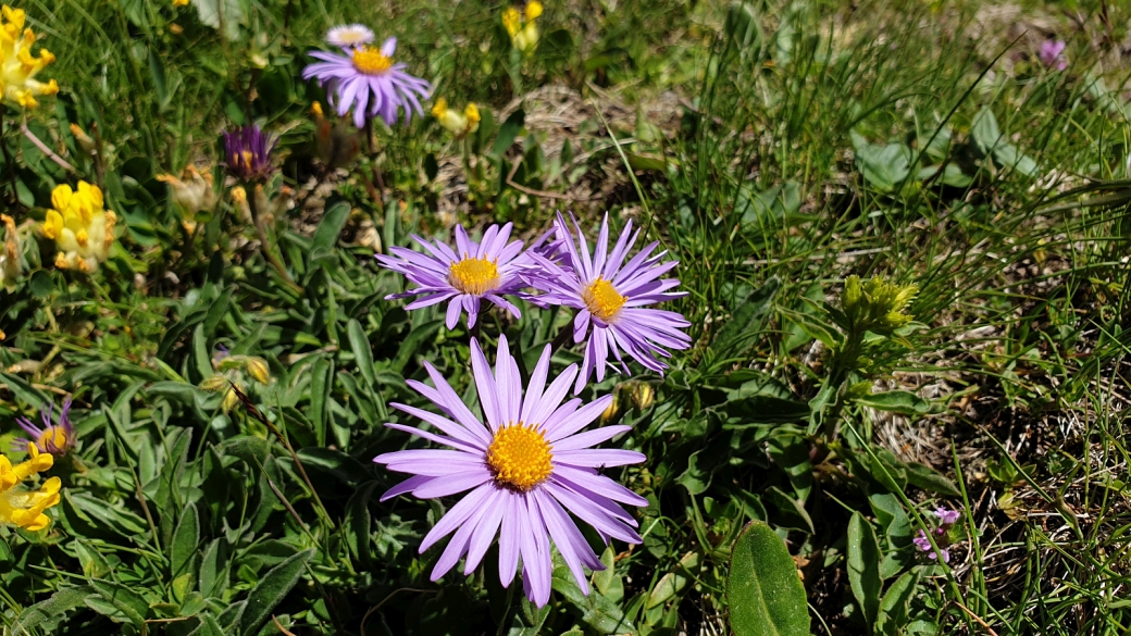 Aster des Alpes - Aster Alpinus