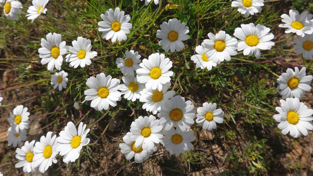 Marguerite des Alpes - Leucanthemopsis Alpina