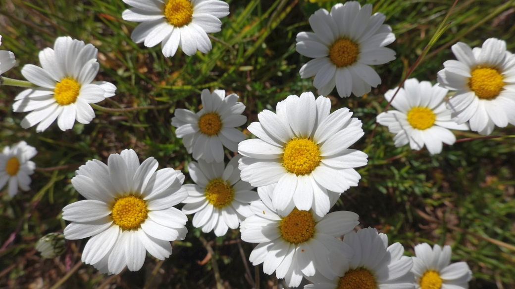 Marguerite des Alpes - Leucanthemopsis Alpina