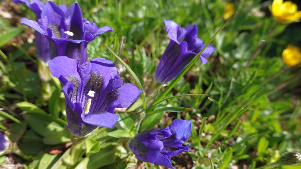 Gentiane Acaule - Gentiana Acaulis