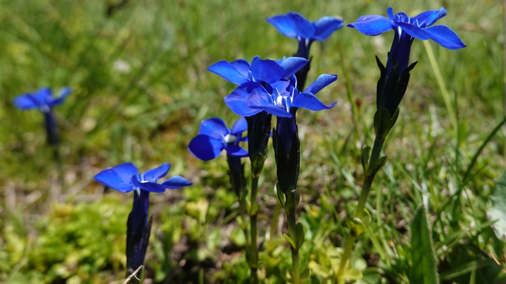 Gentiane Printanière - Gentiana Verna