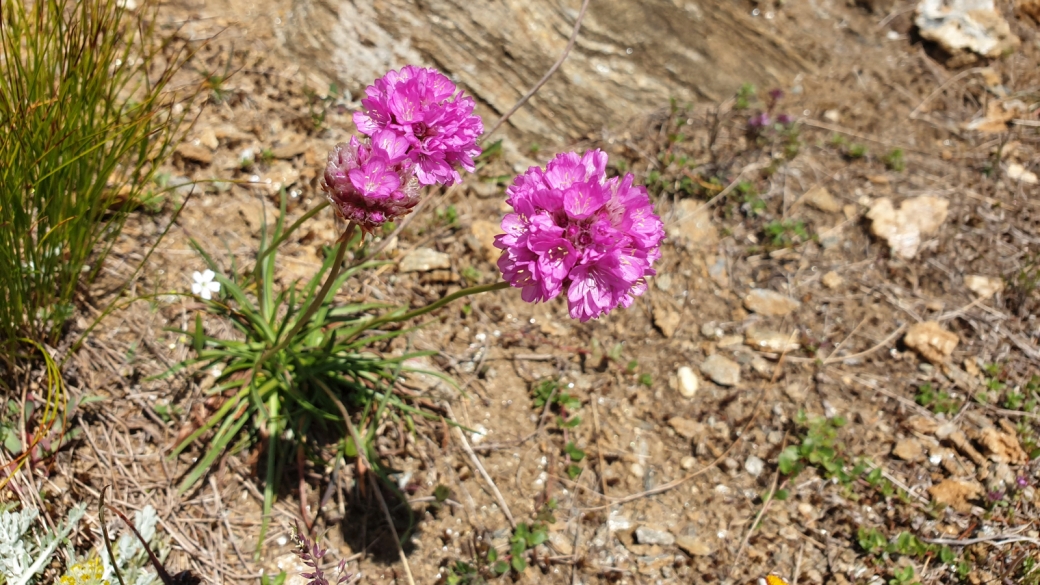 Arméria des Alpes - Armeria Alpina