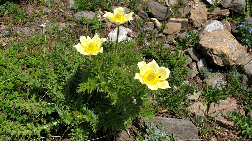 Pulsatille soufrée - Pulsatilla Alpina subsp. apiifolia