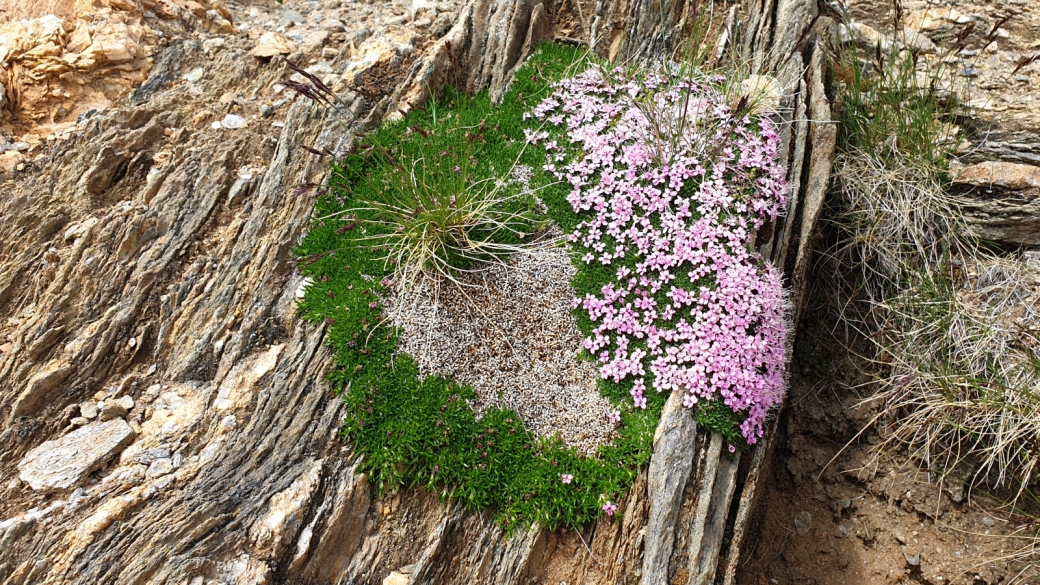 Silène Acaule - Silene Acaulis