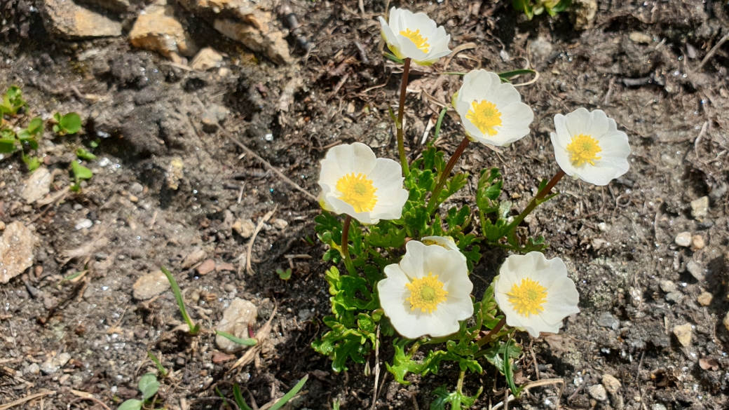 Renoncule Alpestre - Ranunculus Alpestris