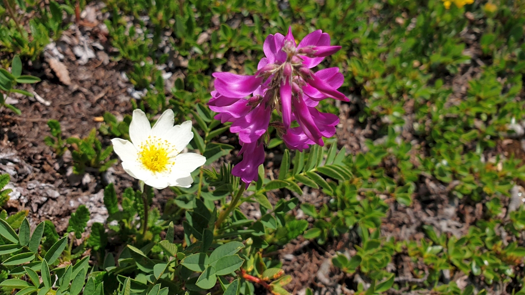 Sainfoin des Alpes - Hedysarum Hedysaroides 