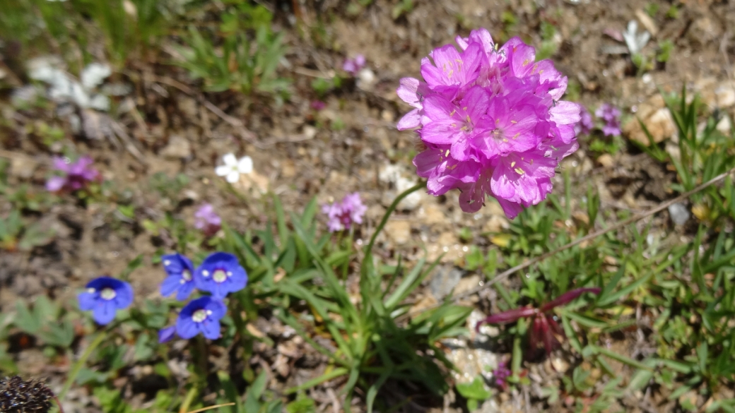 Arméria des Alpes - Armeria Alpina