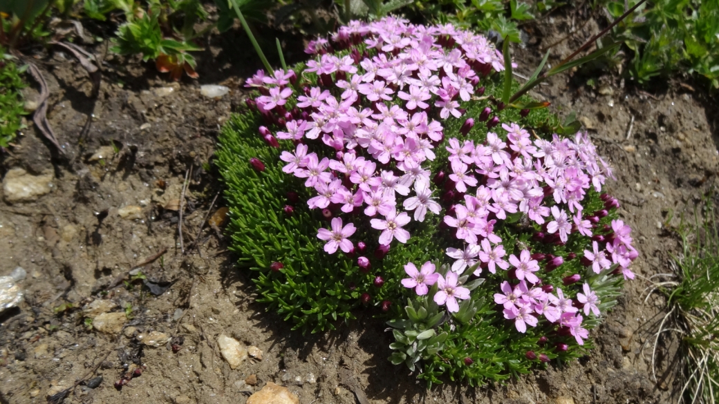 Silène Acaule - Silene Acaulis