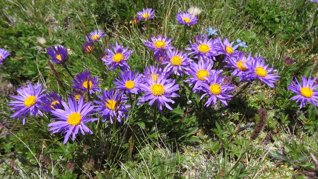 Aster des Alpes - Aster Alpinus