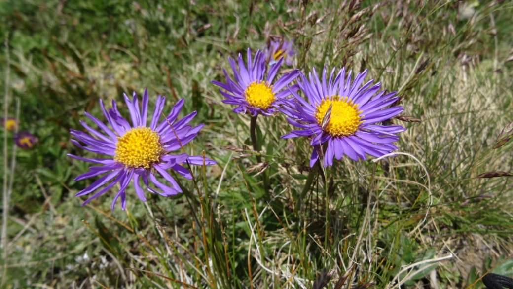 Aster des Alpes - Aster Alpinus