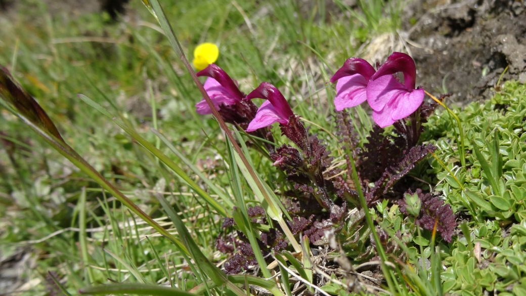 Pédiculaire de Kerner - Pedicularis Kerneri Dalla Torre