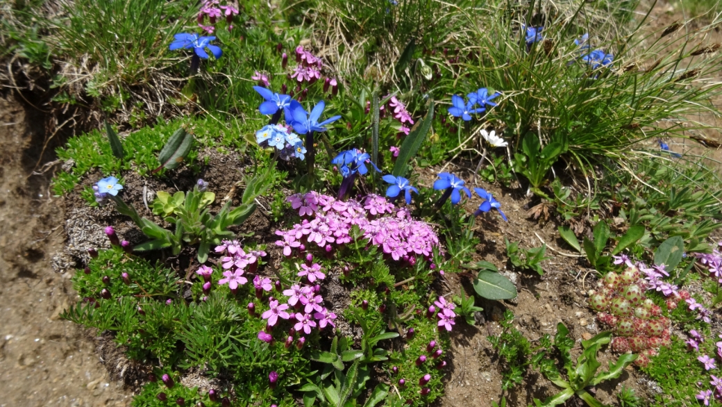 Silène Acaule - Silene Acaulis