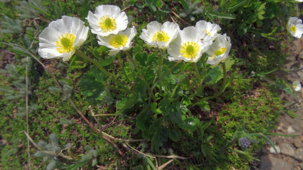 Renoncule Alpestre - Ranunculus Alpestris