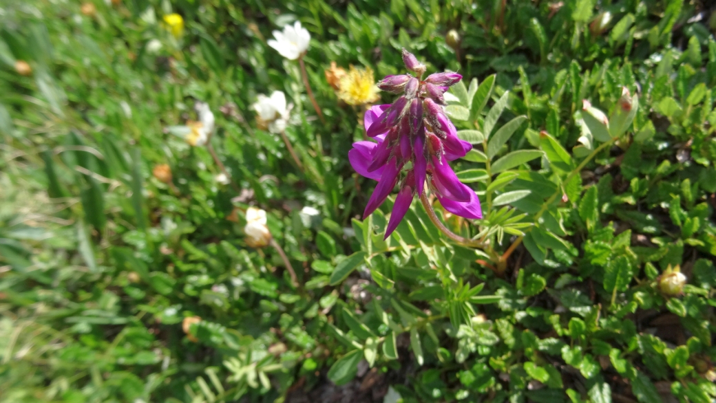 Sainfoin des Alpes - Hedysarum Hedysaroides 