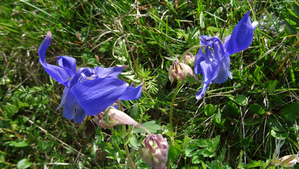 Ancolie des Alpes - Aquilegia Alpina