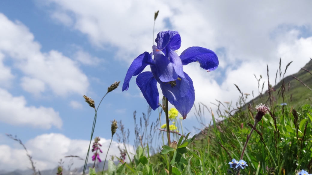 Ancolie des Alpes - Aquilegia Alpina